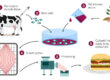 Cell-Cultured Meat